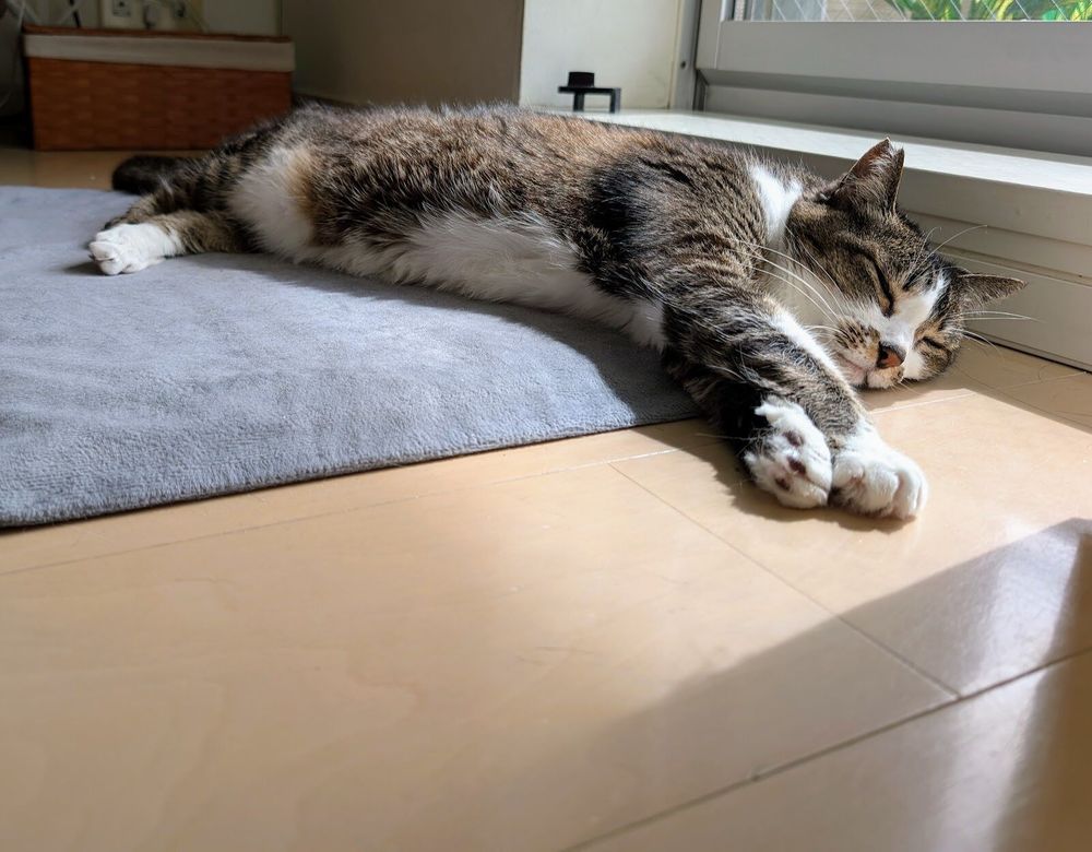 Photo by Bill Adler on July 18, 2025. May be an image of Abyssinian cat, tortoiseshell cat, kitten, bathmat and text.