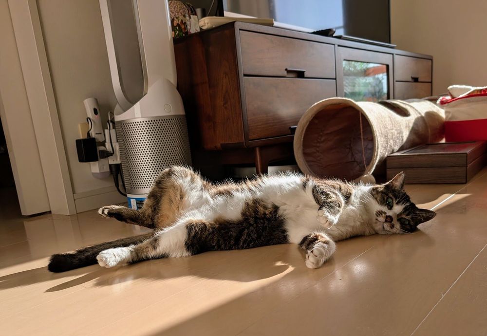 Photo by Bill Adler on July 29, 2025. May be an image of ragdoll cat, Abyssinian cat, tortoiseshell cat, kitten and text.