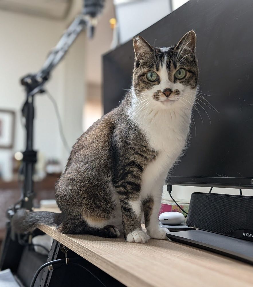 Photo by Bill Adler on July 27, 2025. May be an image of Abyssinian cat, tortoiseshell cat, kitten and text.