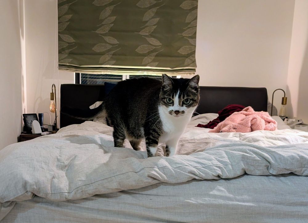 Photo by Bill Adler on August 01, 2025. May be an image of kitten, Abyssinian cat, tortoiseshell cat, bed, bedroom and text.
