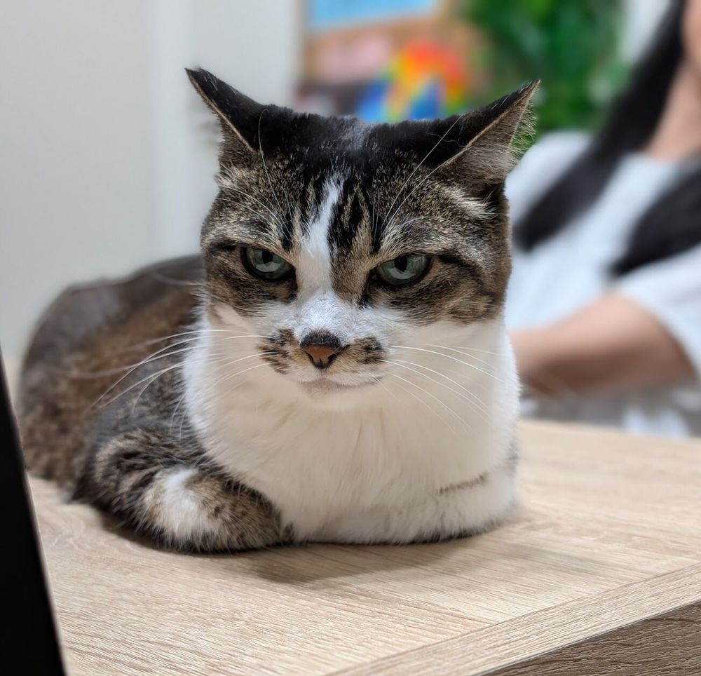 Photo by Bill Adler on July 31, 2025. May be an image of cat.