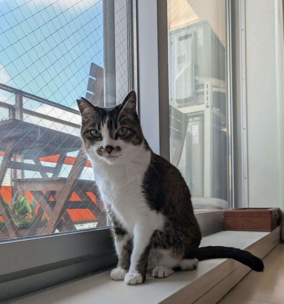 Photo by Bill Adler on July 22, 2025. May be an image of kitten, tortoiseshell cat, window and text.