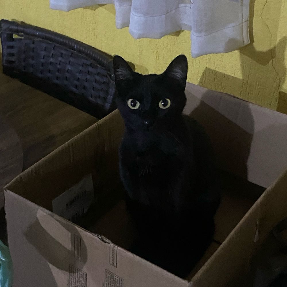 Gato na caixa.