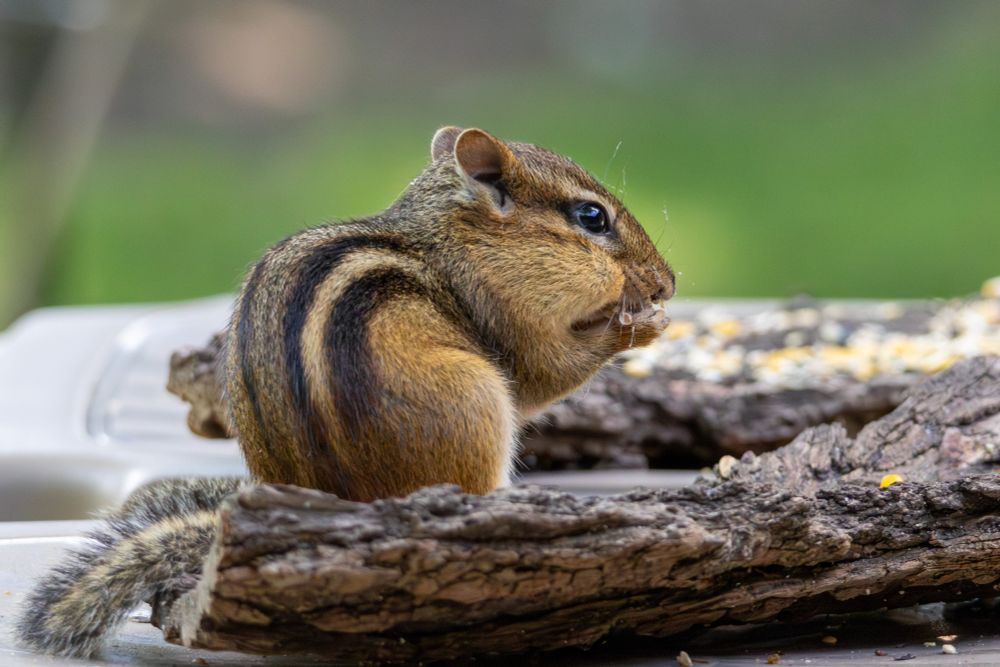 Close-up view of a chipmunk sitting on a piece of bark, eating seeds.