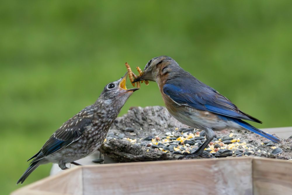 Bluebird with a beak full of mealworms, about to put the mealworms into the wide open mouth of a young bluebird. Standing on a piece of bark with birdseed, with a grassy green background.