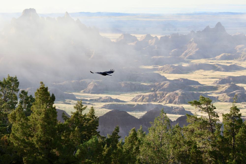 Raven flying in front of a Badlands scene, with fog and trees in the foreground.