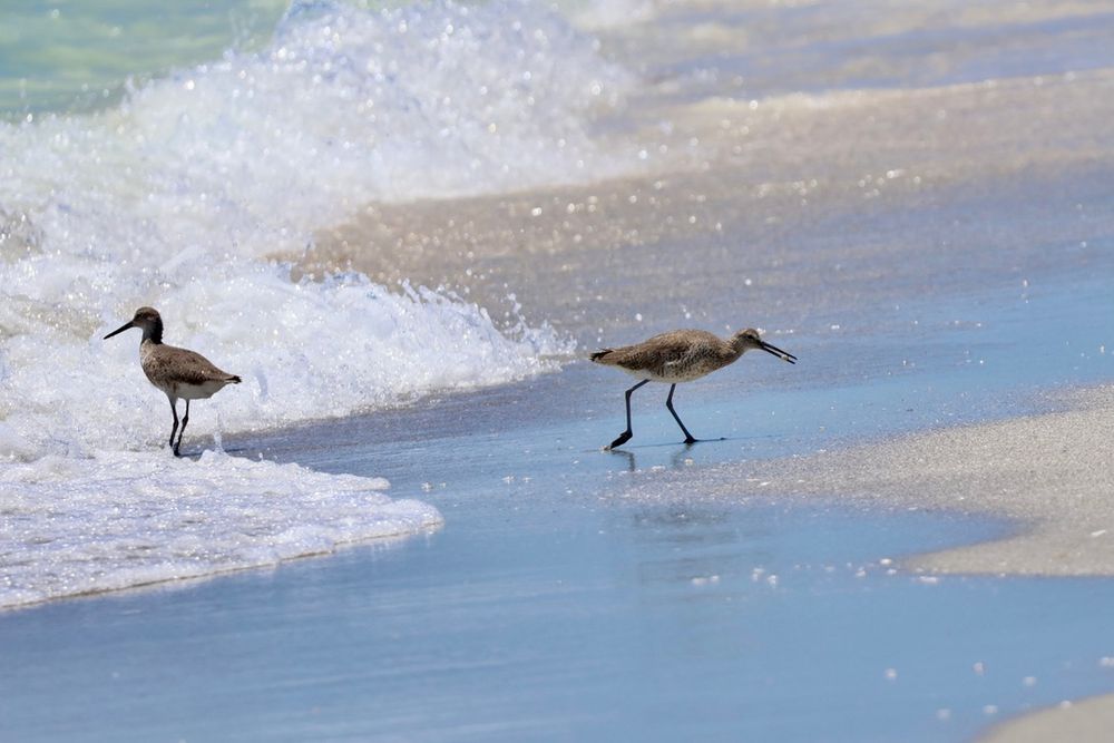 Two birds with long legs and long beaks, walking in the surf on the beach.