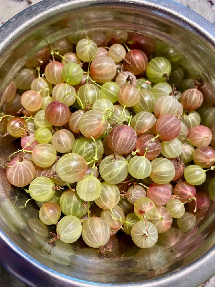 Green and red gooseberries in a metal bowl.