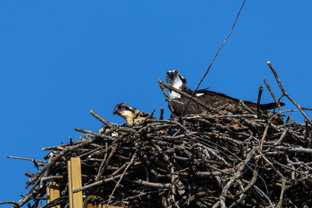 Osprey and a young osprey, sitting in a nest made of sticks, looking out over the nest, with blue sky in the background.