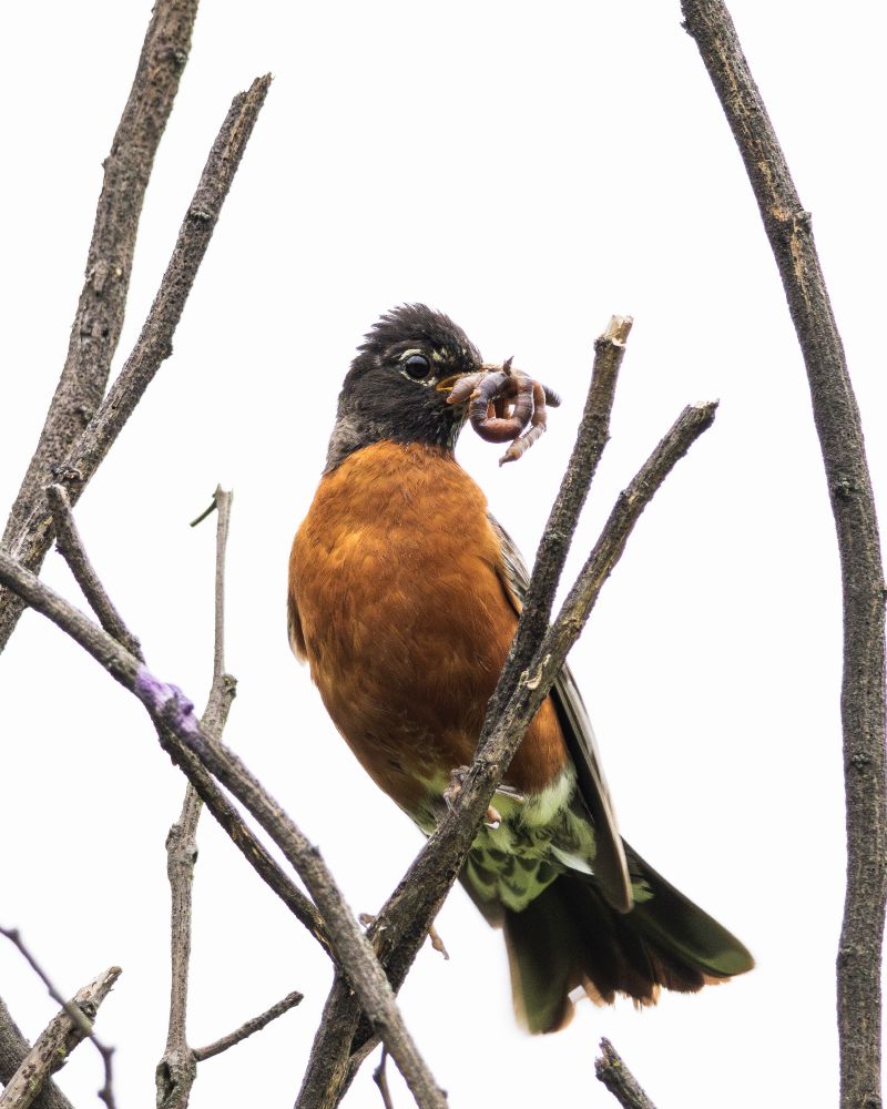 Robin sitting on a branch among other branches, with a fat worm in its beak.