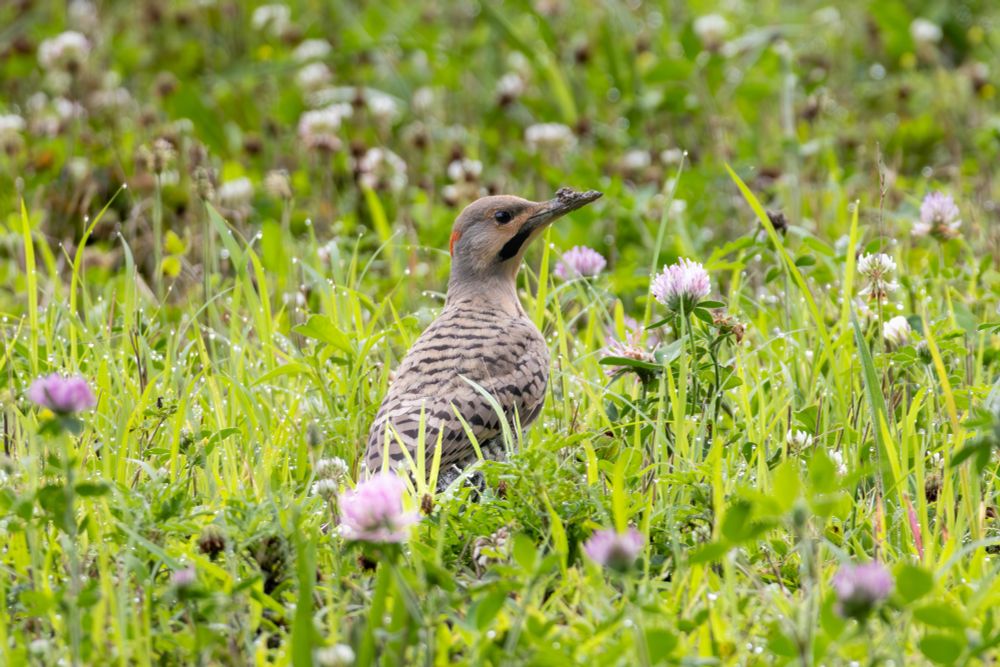 Gray bird with black stripes, red on the back of the head, and a black stripe on his cheek, with a long beak. Sitting in grass and clover flowers, looking upward, with mud stuck to his beak.