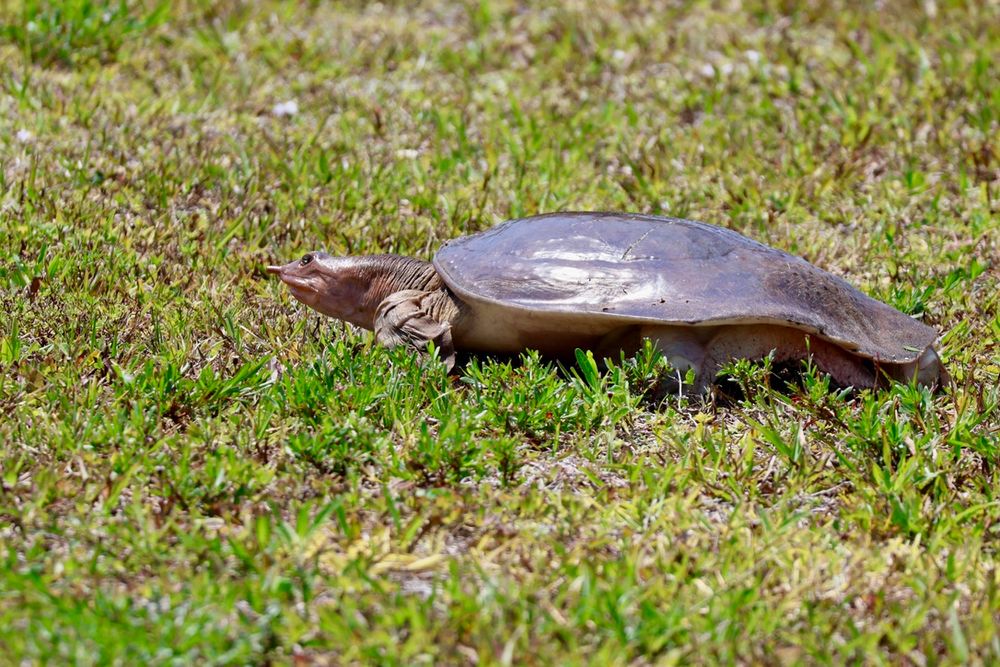 Large turtle with a long snout walking over some short grass.