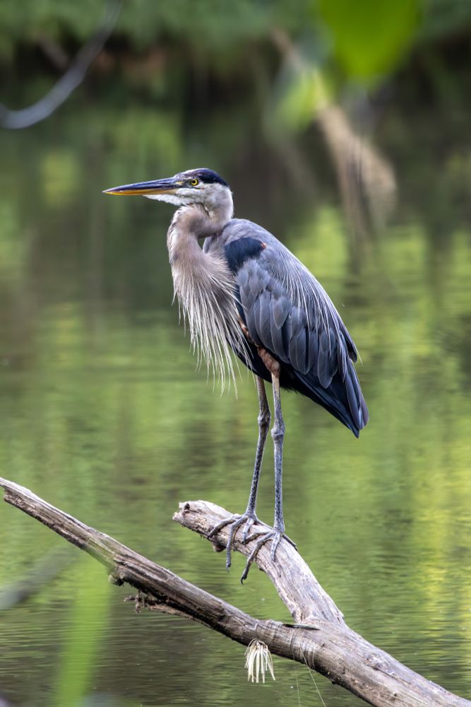 Blue-gray bird with white neck and long white feathers on the neck and back, and long legs and long beak. Standing on a dead tree branch, with green water in the background.