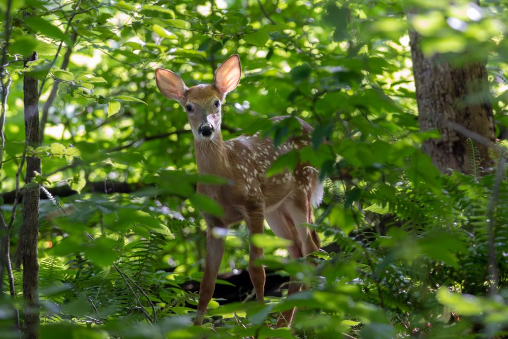 Young deer with back-lit ears and spots on its side, looking through leaves in a forest.