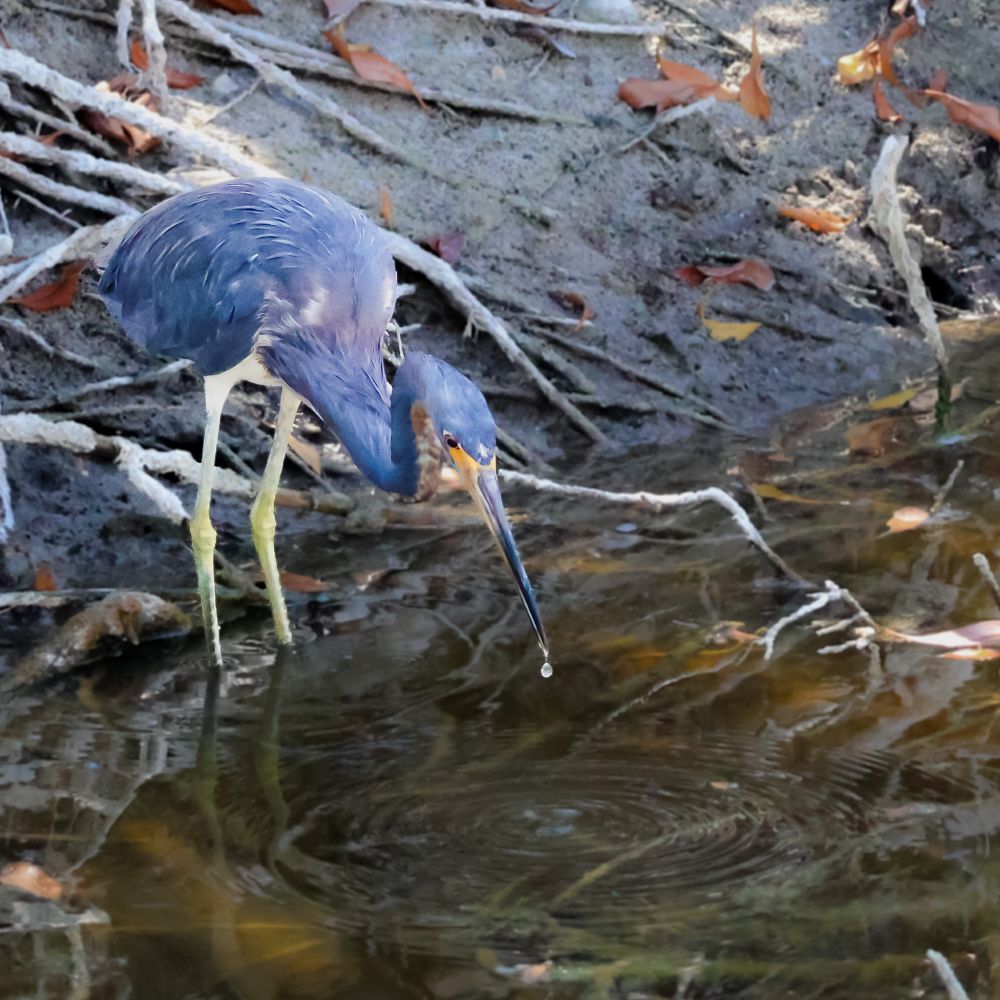 Bluish bird with long beak and long white/yellow legs, at the edge of some water, leaning forward with a drop of water falling from the tip of the beak.