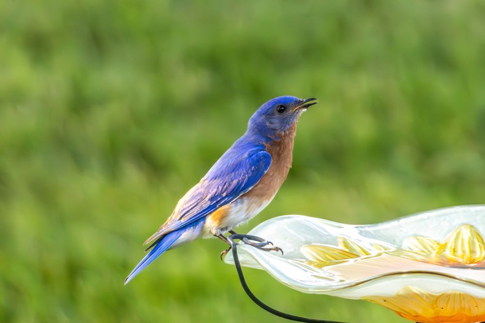 Bluebird sitting at the edge of a white and yellow glass birdbath, pointing his beak upward with a drop of water hanging under his beak. Green grass in the background.