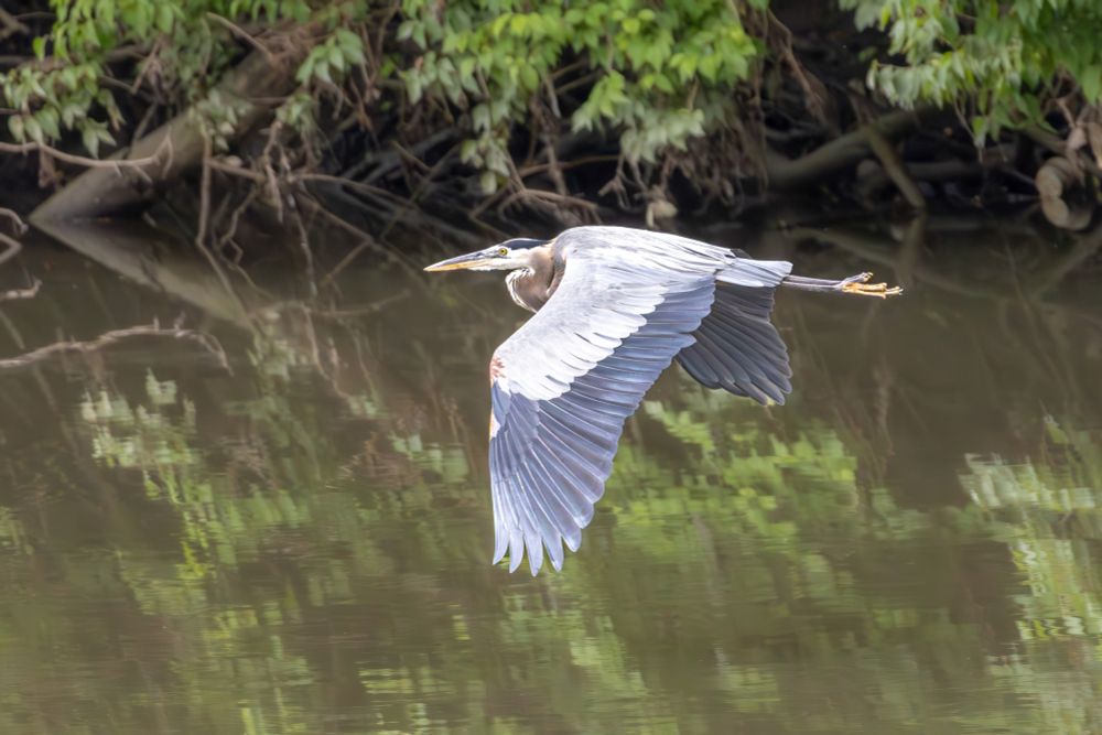 Large mostly gray bird with a long beak, flying over a river, with leaves in the background and reflecting in the water.