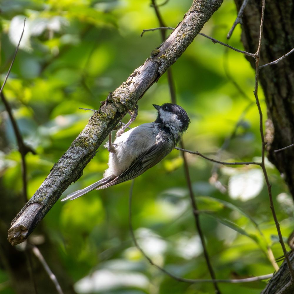 Black, gray and white chickadee hanging upside down from a branch, with leaves and branches in the background.