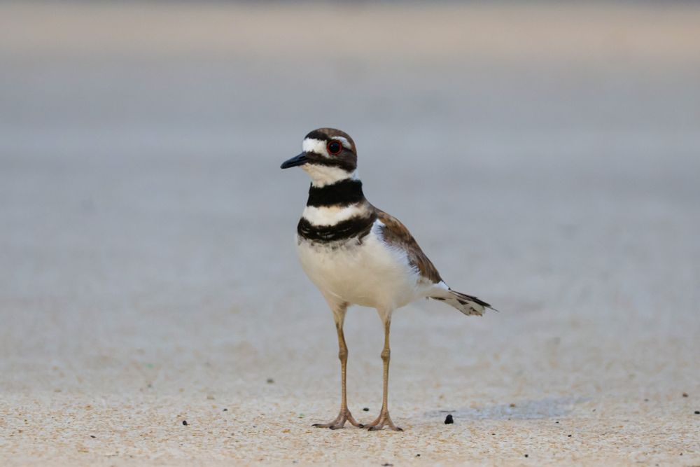 Killdeer, a small bird with a white chest and black stripes around the face, neck and chest, standing against a cream-colored background.