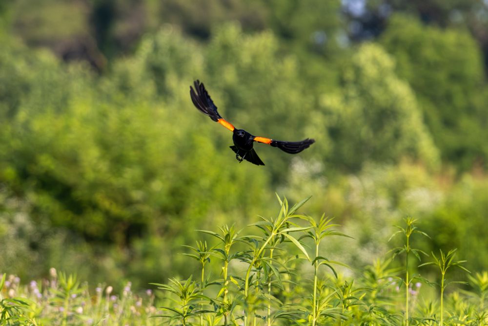 Red-winged blackbird flying toward the camera, wings spread, with plants in the foreground and trees in the background.