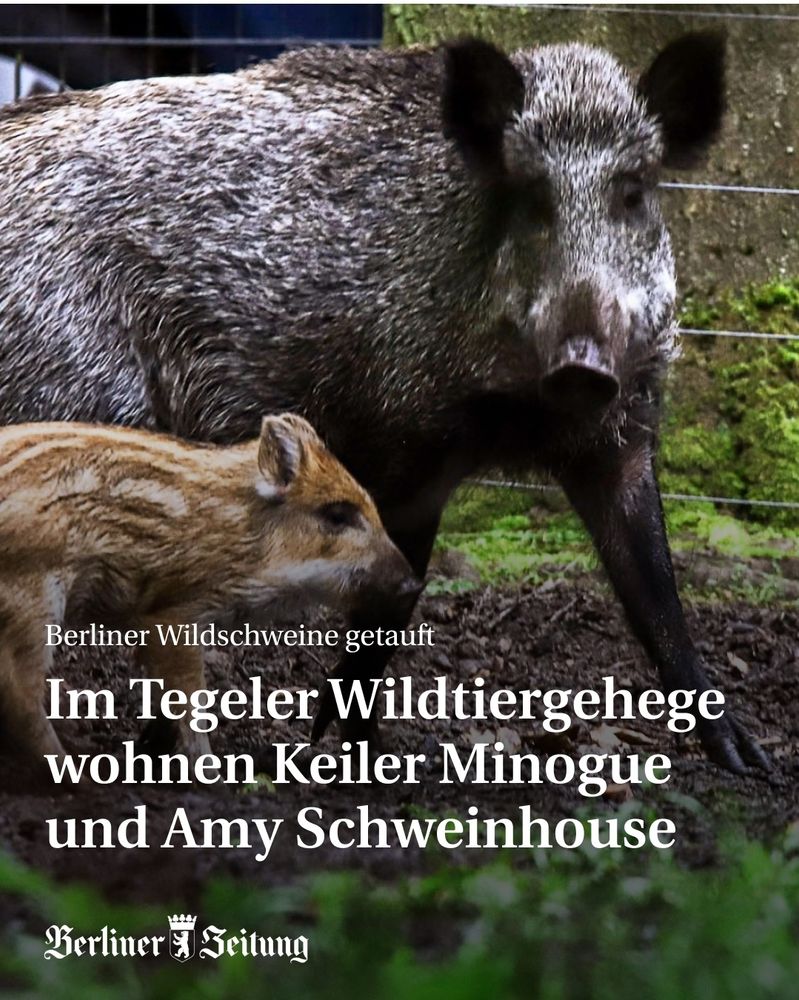 Ein Bild mit Wildschweinen. Text lautet Im Tegeler Wildtiergehege wohnen Keiler Minogueund Amy Schweinhouse