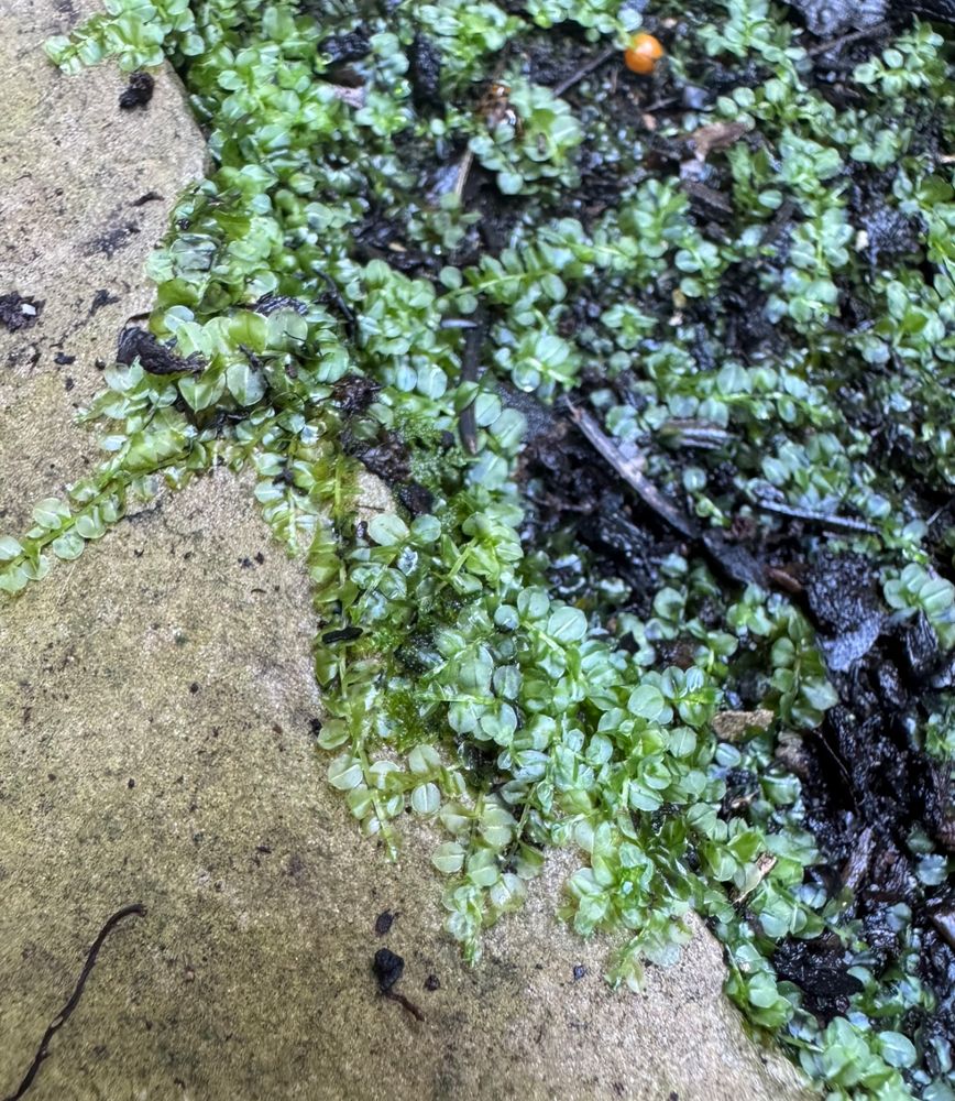 zoom-in shot of moss (Plagiomnium cuspidatum? so says my phone's automatic image detection) 
