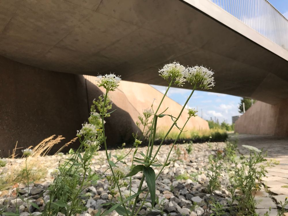Blick in die Fuge am denk.mal Hannoverscher Bahnhof aus der Froschperspektive.  Vorne wilde Blumen.  Hinten eine Brücke 
