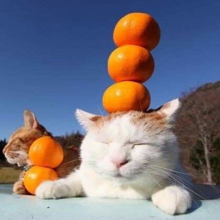 The image depicts a cat on the right who has mostly white fur with a bit of orange stripes on its head and ears. There is an orange striped cat on the left sitting near two tangerines, a very small citrus fruit that closely resembles an orange. The cat on the right has three tangerines on its head. Its expression has the most profound look of comfort one could possibly imagine.