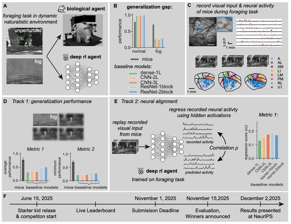 A summary figure for a NeurIPS competition where AI agents compete with mice in a visual foraging task.