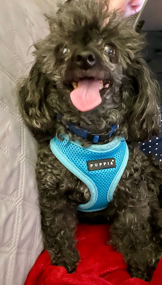 Happy toy poodle with mouth open and tongue out smiling