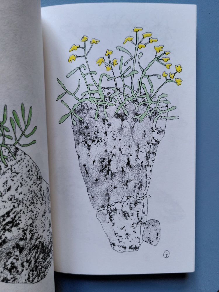 Page intérieure de la micro-édition PIERRE ET FLEUR de Mélanie Corre. Sur fond blanc on y voit le dessin d'une plante en couleur, du fenouil marin, aux fleurs jaunes, poussant sur une pierre noire et blanche aux allures de granit.