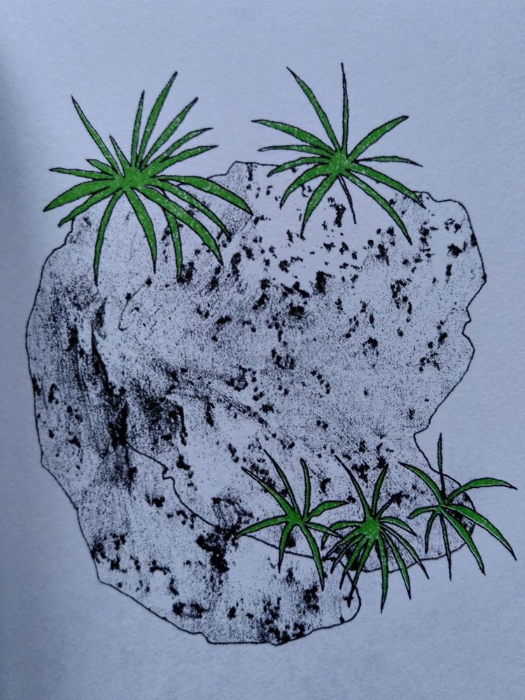 Dessin en gros plan issu de la micro-édition PIERRE ET FLEUR de Mélanie Corre. Sur fond blanc on y voit le dessin d'une plante en couleur, du lichen, poussant sur une pierre noire et blanche aux allures de granit.