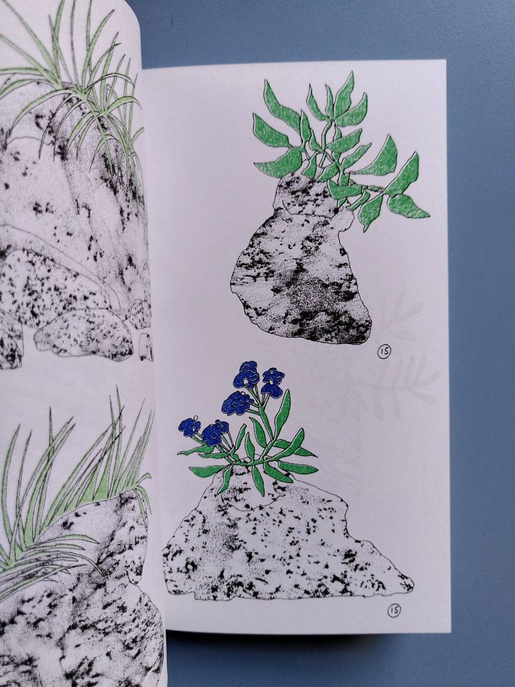 Page intérieure de la micro-édition PIERRE ET FLEUR de Mélanie Corre. Sur fond blanc on y voit deux dessins d'une plante en couleur,  la Chénopode Bon Henri, l'un la représentant sans fleur, l'autre avec, poussant sur une pierre noire et blanche aux allures de granit.