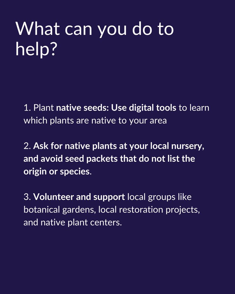What can you do to help?

1. Plant native seeds: Use digital tools to learn which plants are native to your area

2. Ask for native plants at your local nursery, and avoid seed packets that do not list the origin or species.

3. Volunteer and support local groups like botanical gardens, local restoration projects, and native plant centers.