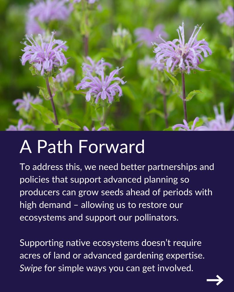 A Path Forward
To address this, we need better partnerships and policies that support advanced planning so producers can grow seeds ahead of periods with high demand – allowing us to restore our ecosystems and support our pollinators.
