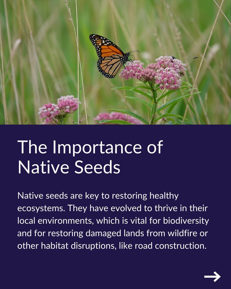The Importance of Native Seeds
Native seeds are key to restoring healthy ecosystems. They have evolved to thrive in their local environments, which is vital for biodiversity and for restoring damaged lands from wildfire or other habitat disruptions, like road construction.
