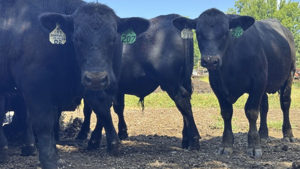 South Dakota rancher Calli Williams wants to benefit from high beef prices, but it's not so simple. She and her husband have faced challenges like drought, limited grass for grazing, and rising land c...