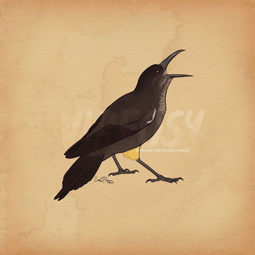 Drawing of a black songbird with its beak open mid-song on an aged paper background. It has mottled light gray patterning on its throat, a sliver of white near its shoulder, and a flash of yellow feathers at the base of its legs.