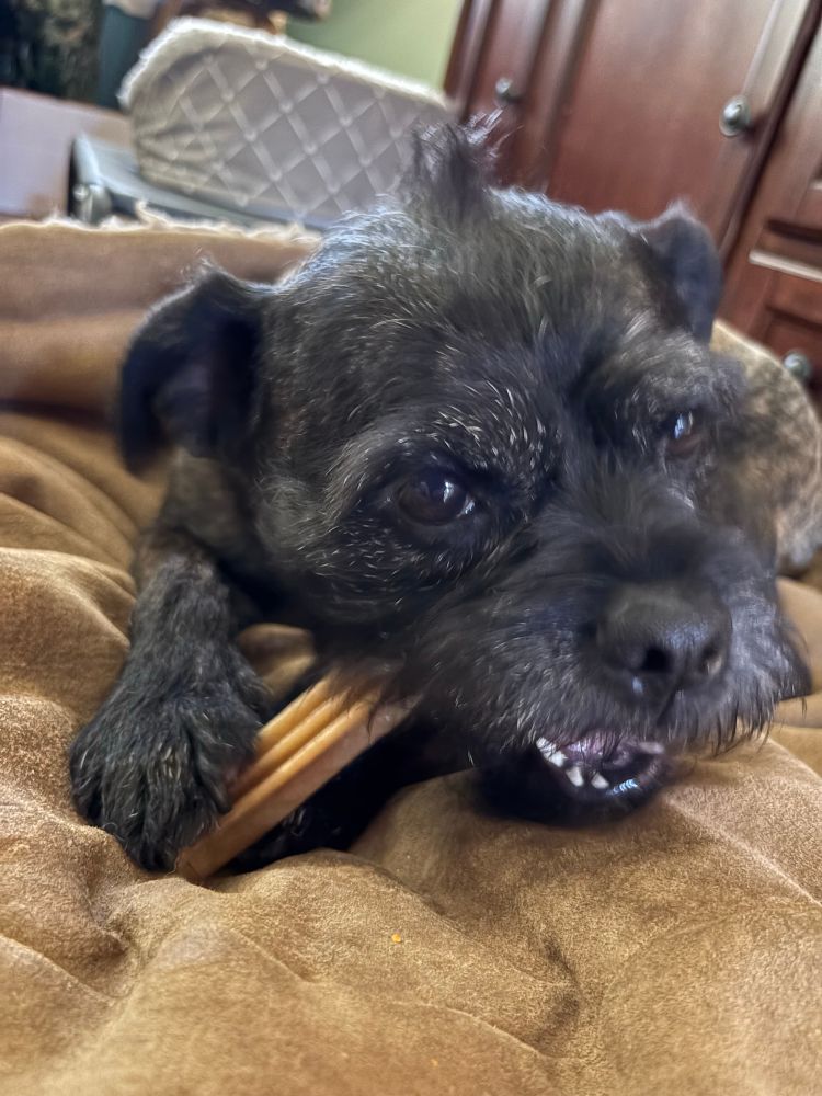 A scruffy black brindle dog with a cowlick mohawk chewing on a dog treat held in her front paws.