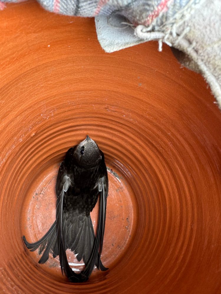 A swift trapped inside a plant pot. Once out doors, Swift flew off and is ok.