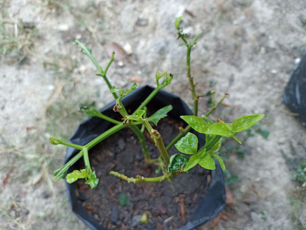 Kemaren kecolongan lagi, yg masih ada daunnya dihabisin