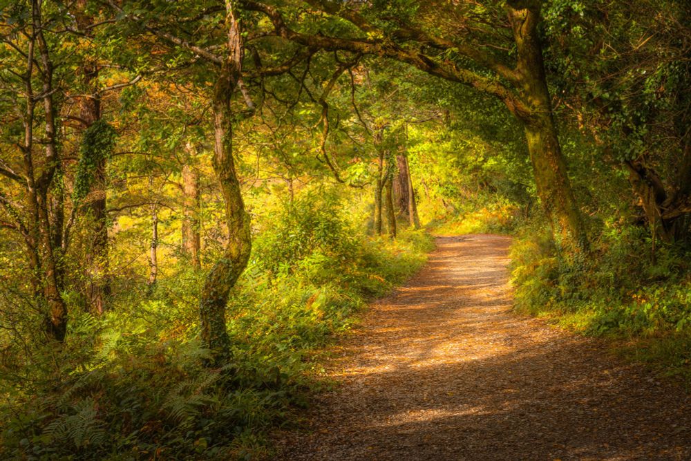 Autumn wander along the paths at Muckross House in Killarney © Michael Cummins Photography  