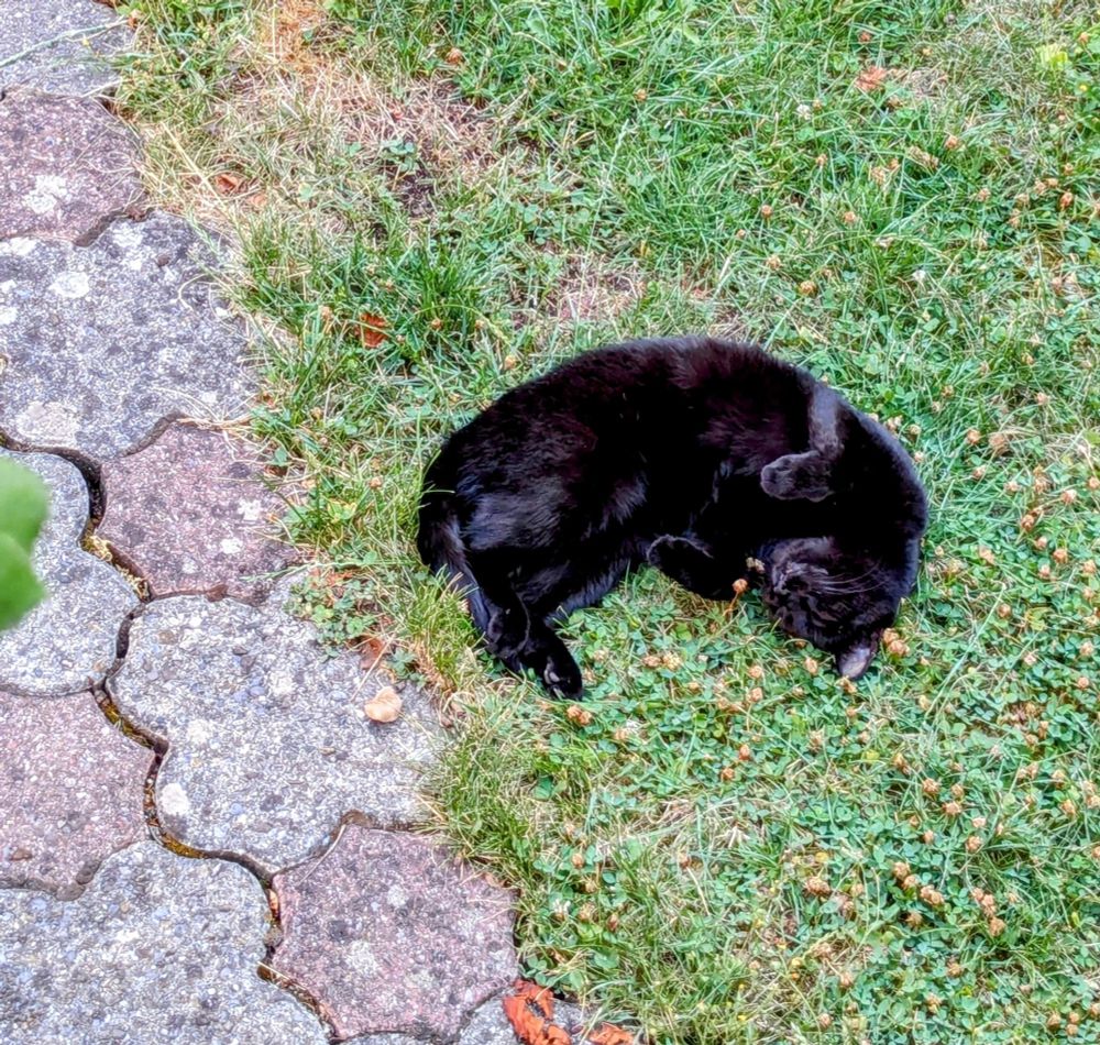 Eine schwarze Katze liegt entspannt schlafend im Gras.
