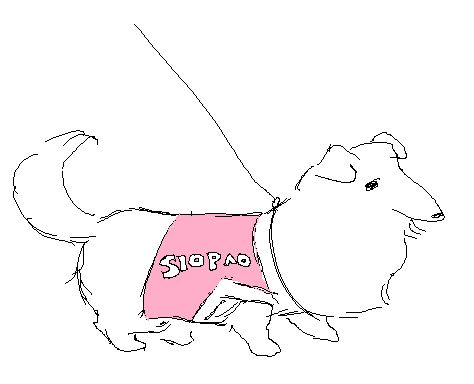 a dog with the body of a corgi and the head of a golden retreaver, wearing a bedazzled pink harness that says "SIOPAO" (her name).