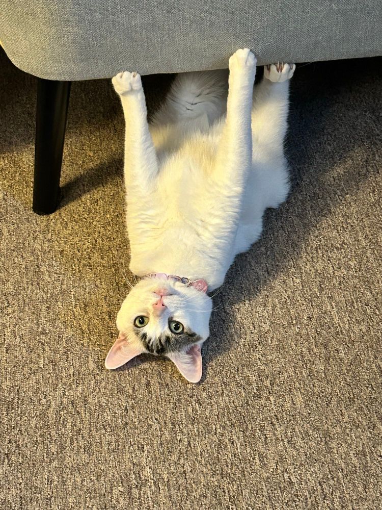A white cat with grey tabby markings on her head, a pink nose, and pink ears is upside down on the carpet, staring at the camera with wide and crazy yellow-green eyes. 

She’s upside-down with her front paws and back leg against the underside of the couch. 