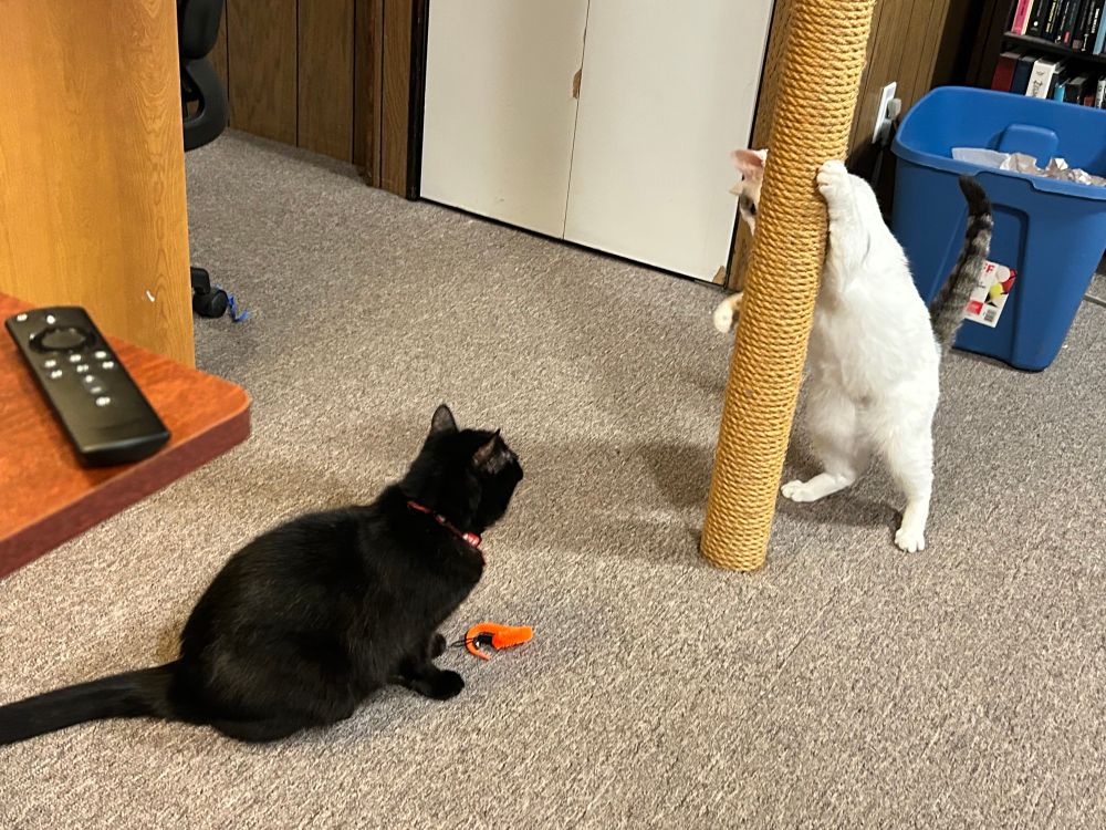 Two cats: On the left, Chesty, a black cat with a red collar crouched low to the floor, on the right Sarafina, a white cat with small tabby spots, is standing up holding onto a pole wrapped in beige rope. They’re facing eachother in a playful and alarmed manner. 