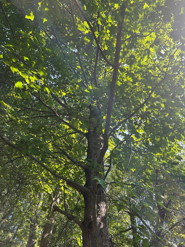 Looking up into a tall maple tree with green leaves on a sunny day. 