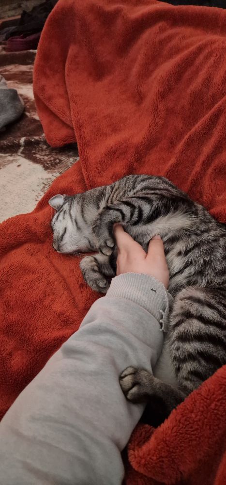 Katze liegt seitlich auf einer roten decke mit meiner Hand an ihrer Brust
