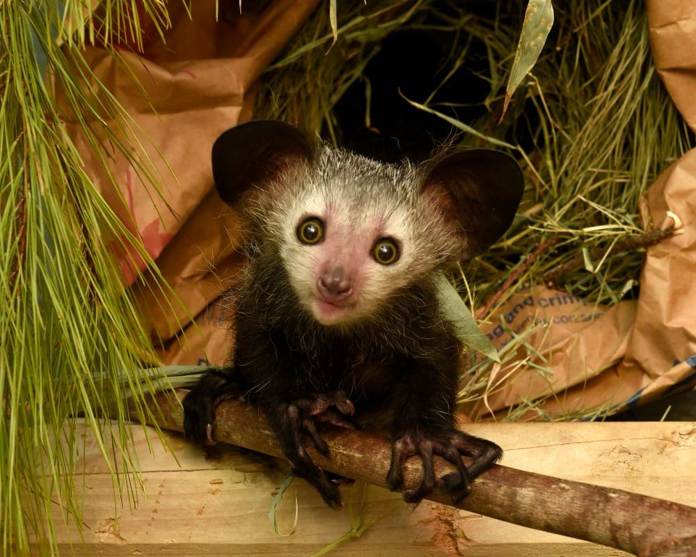 Binx the aye-aye sitting and holding onto a branch, surrounded by foliage and some paper as a sort of nest. He looks into the camera with his eyes wide.