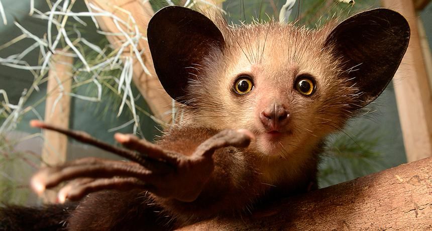 Binx the aye-aye looking wide-eyed and curious and reaching towards the camera with his long fingers.
